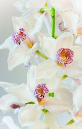 Cymbidium - Acrylic picture of white cymbidium or boat orchid flowers in close view (48 x 30) 