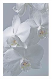 Wild Orchid Photo Acrylique de Fleurs d'Orchidées Blanches en Vue Rapprochée (60 X 40) 
