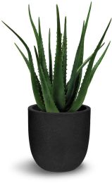 Aloe (21 Inch - Green) 