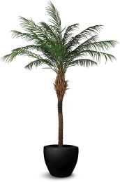 Phoenix Palm (96 Inch - Green) 