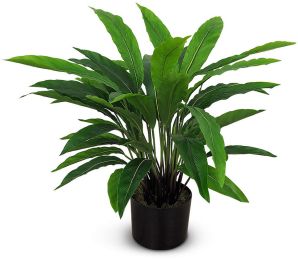 Calathea (Green - 22 In) 