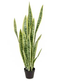 Sansevieria (Green & Yellow - 42 In) 