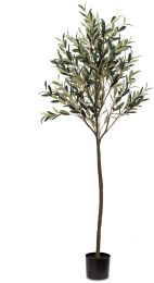 Olive Tree (72 Inch - Green) 