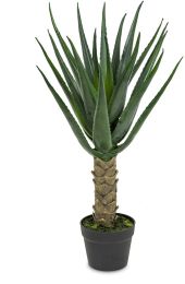 Aloe (31 Inch - Green) 