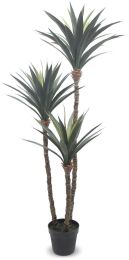 Dracaena (Green - 60 In) 