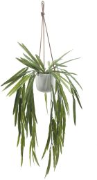 Hanging White Pandan (Hanging Ceramic Vase - 24 In) 