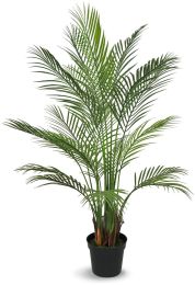 Areca Palm  (53 Inch - Green) 