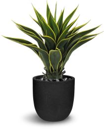 Agave (24 Inch - Green And Yellow) 