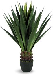 Green Giant Agave (40 In) 