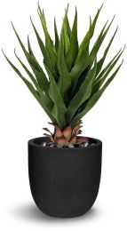 Agave (28 Inch - Green) 