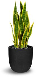 Sanseveria (26 Inch - Green And Yellow) 