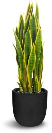 Sanseveria (35 Inch - Green And Yellow) 