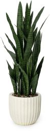 Sanseveria Plant (Beige Fiberglass Planter - 47 In) 
