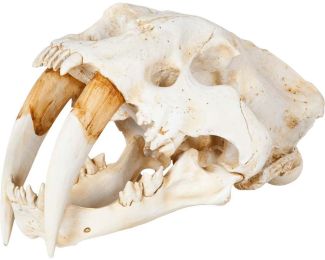 Fozzil (Resin Sabretooth Skull Replica) 