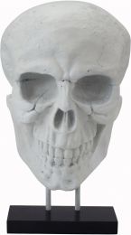 Braincase Skull Statue (White) 