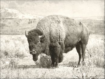 North Range Canvas 