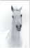 White Horse Portrait d'Un Cheval Blanc en Acrylique (48 X 30)