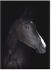 Black Horse - Acrylic headshot portrait of a black horse (51 x 37)