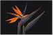 Paradise Flowers - Acrylic picture of bird of paradise flowers (60 x 40)