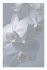Wild Orchid - Acrylic picture of white orchid flowers in close view (24 x 48)