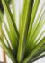 Agave Tree Botanical (60 In - Green)