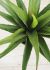 Agave (28 Inch - Green)