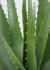 Aloe (30 Inch - Green)