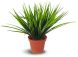 Potted grass (10 Inch - Green)