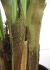 Kentia Palm (48 Inch - Green)