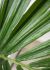 Kentia Palm (48 Inch - Green)