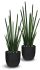 Sansevieria Cylindrica (30 Inch - Green)