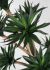 Agave (42 Inch - Green)