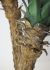 Yucca Rostrata (39 Inch - Green)