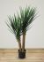 Yucca Rostrata (39 Inch - Green)