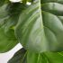 Fiddle Leaf Fig (Green - 72 In)