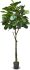 Fiddle Leaf Fig (Green - 72 In)