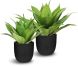 Agave (16 Inch - Green)