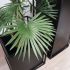 Fortune Palmtree (Green - 36 In)