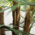 Fortune Palm Tree (Green - 55 In)