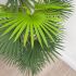 Fortune Palm Tree (Green - 55 In)