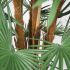 Fortune Palm Tree (Green - 55 In)