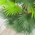 Fortune Palm Tree (Green - 55 In)