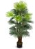 Fortune Palm Tree (Green - 55 In)