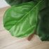 Fiddle Leaf Fig Tree (Green - 30 In)