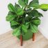 Fiddle Leaf Fig Tree (Green - 30 In)