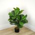 Fiddle Leaf Fig Tree (Green - 30 In)