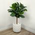 Fiddle Leaf Fig Tree (Green - 51 In)