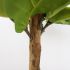Fiddle Leaf Fig Tree (Green - 51 In)