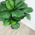 Fiddle Leaf Fig Tree (Green - 51 In)
