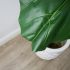 Fiddle Leaf Fig Tree (Green - 51 In)